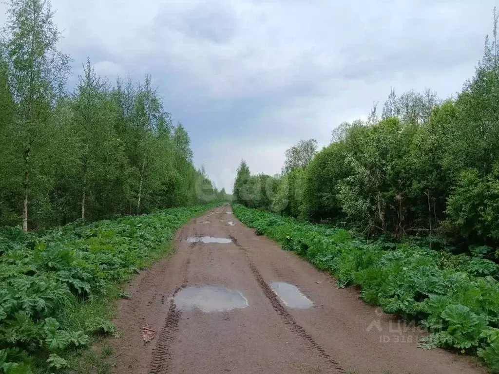 Участок в Ленинградская область, Волховский район, Пашское с/пос, с. ... - Фото 1