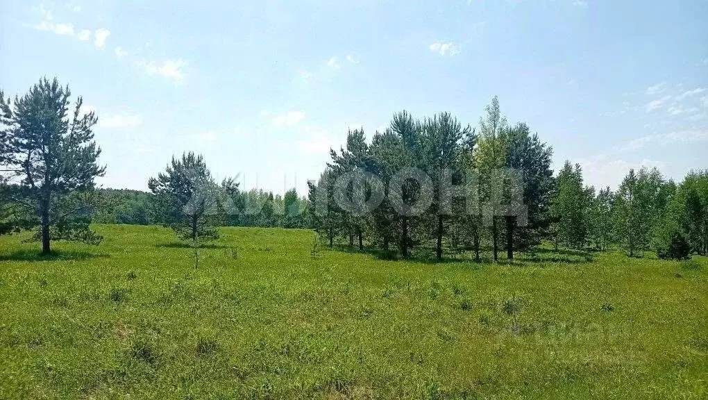 Участок в Новосибирская область, Новосибирский район, Кубовинский ... - Фото 1