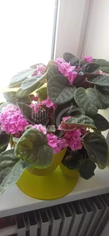 2-комнатная квартира: Воронеж, улица Космонавта Комарова, 16 (53 м) - Фото 0