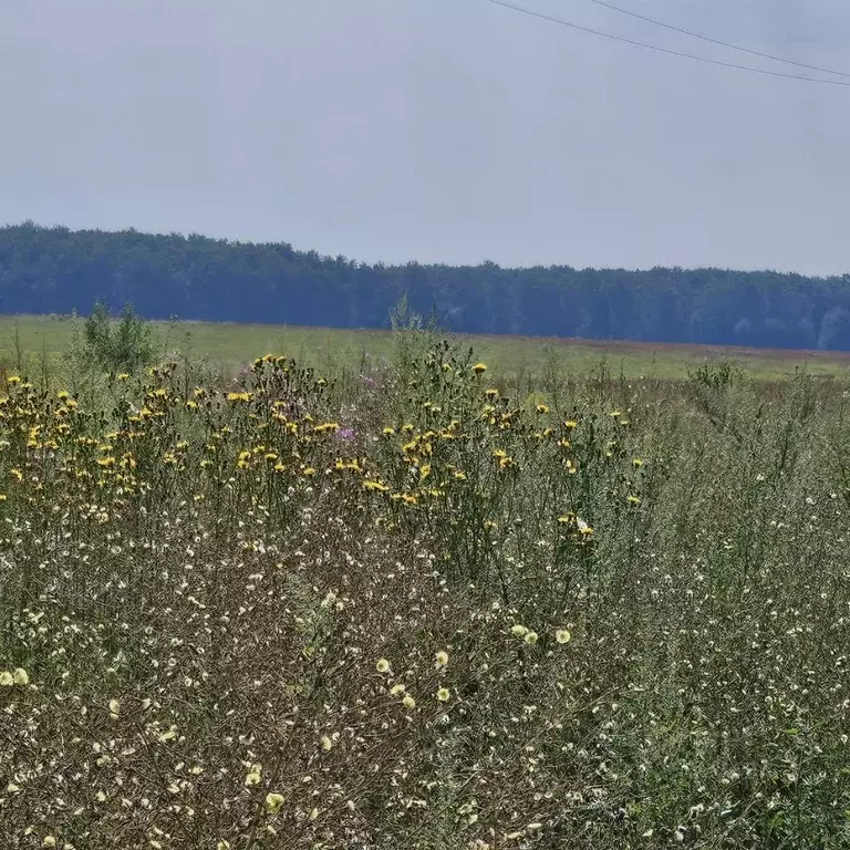 Участок в Московская область, Луховицы  (13.72 сот.) - Фото 2