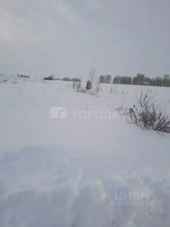 Участок в Алтайский край, Барнаул городской округ, пос. Черницк ул. ... - Фото 0