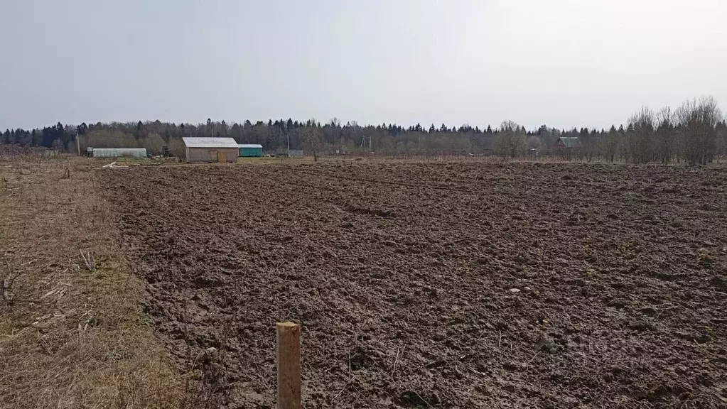 Участок в Ленинградская область, Волосовский район, Большеврудское ... - Фото 0