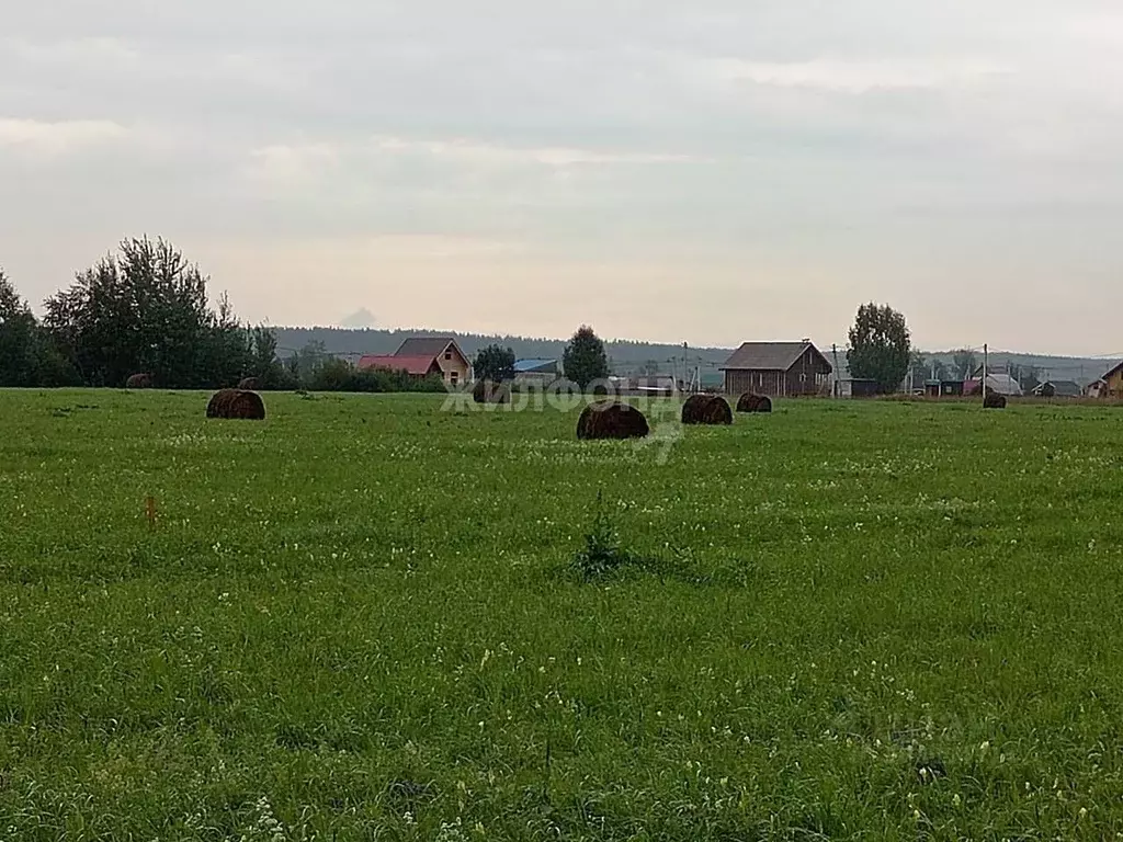 участок в новосибирская область, новосибирский район, кубовинский . - Фото 0