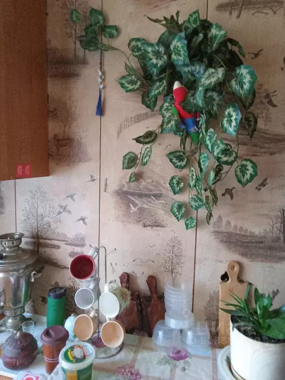 Комната Санкт-Петербург ул. Типанова, 11 (15.0 м) - Фото 1