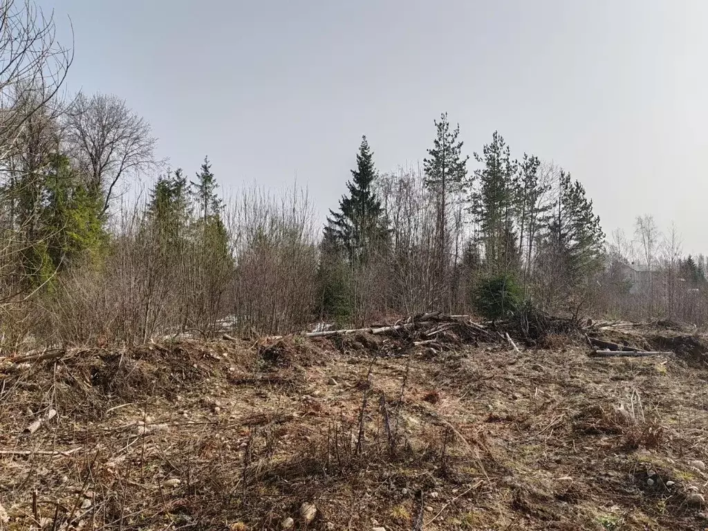 Участок в Новгородская область, Валдай ул. Алексея Маресьева (15.0 ... - Фото 1