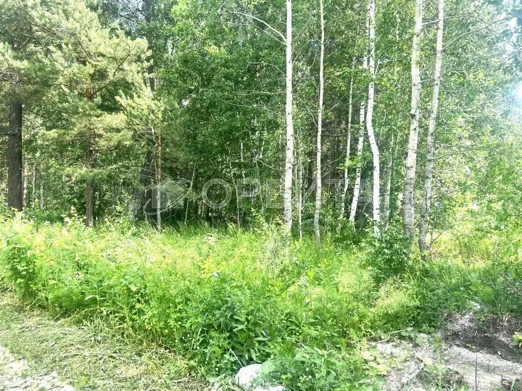 Участок в Тюменская область, Нижнетавдинский район, с. Тюнево ул. ... - Фото 0