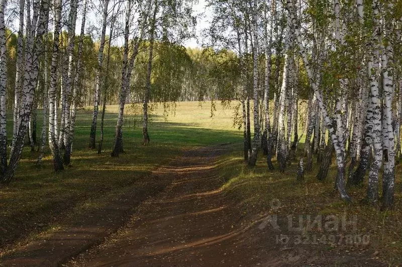 Участок в Новосибирская область, Черепановский район, Посевная рп  ... - Фото 0