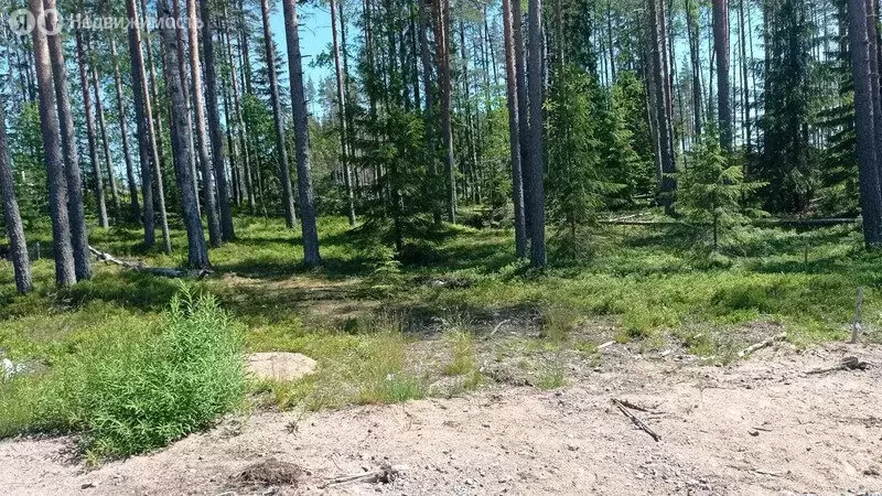 Участок в Выборгский район, Полянское сельское поселение, посёлок ... - Фото 1