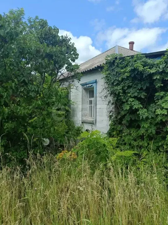 Дом в Белгородская область, Вейделевский район, с. Николаевка ул. ... - Фото 0
