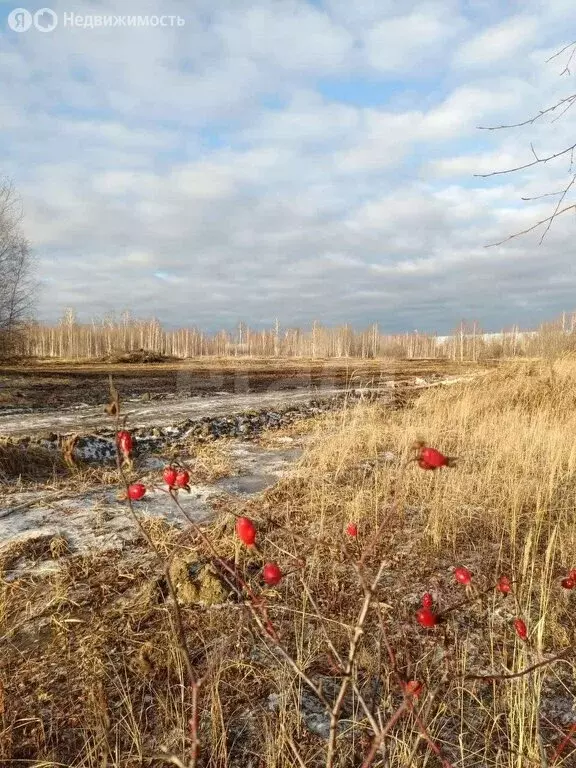 Участок в Тюменская область, Нижнетавдинский муниципальный округ, ... - Фото 2