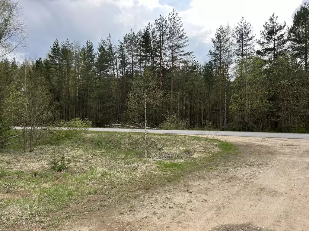 Участок в Владимирская область, Александровский район, Андреевское ... - Фото 1
