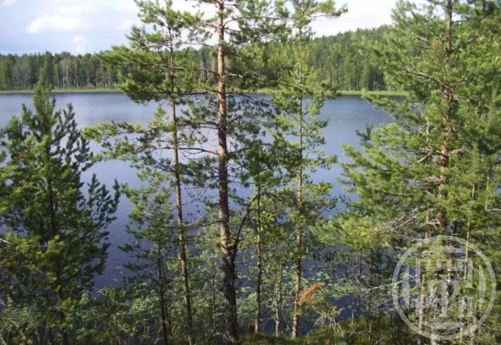 Участок в Карелия, Лахденпохский муниципальный округ, Куркиекское ... - Фото 1