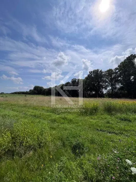 Участок в Калининградская область, Зеленоградский муниципальный округ, ... - Фото 2