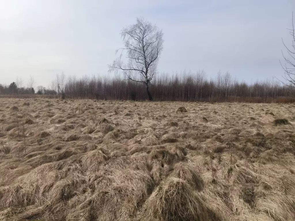 Участок в Калининградская область, Гурьевский муниципальный округ, ... - Фото 1