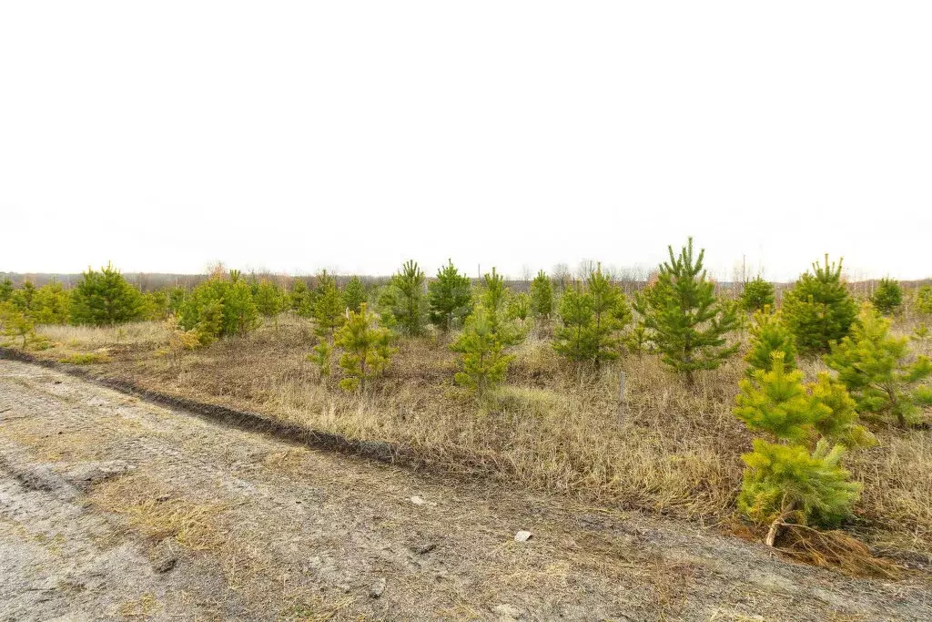 Участок в Тюменский район, село Кулига, микрорайон Кулига-2 (6.3 м) - Фото 1