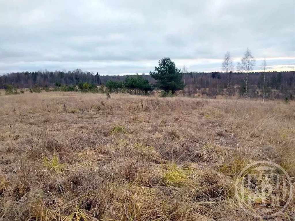 Участок в Ленинградская область, Выборгский район, Приморское ... - Фото 2