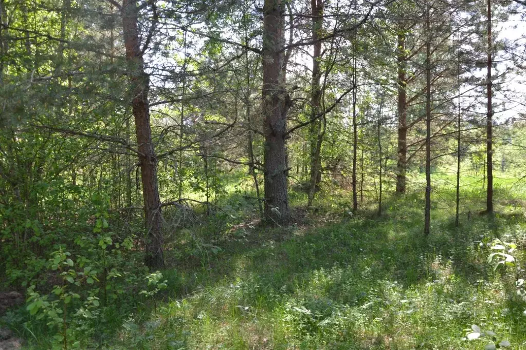 Участок в Тверская область, Осташковский муниципальный округ, д. ... - Фото 2