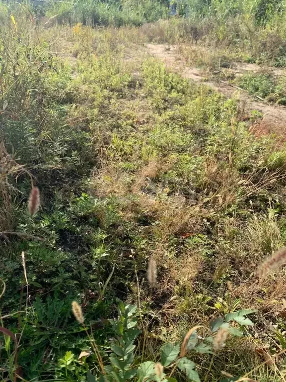 Участок в Амурская область, Благовещенский район, с. Владимировка ... - Фото 1