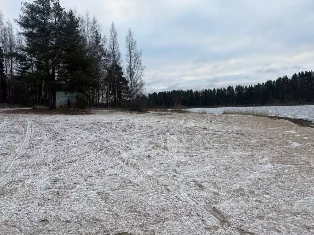 Участок в Ленинградская область, Приозерский район, Ромашкинское ... - Фото 1