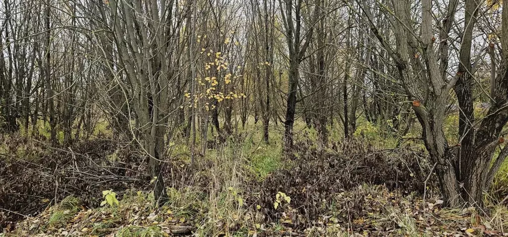 Участок в Московская область, Луховицы  (15.11 сот.) - Фото 1