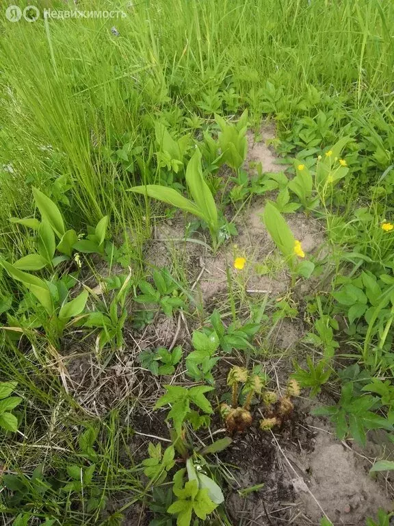 Участок в Московская область, городской округ Серпухов, СНТ Нива (14 ... - Фото 1