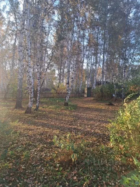 Участок в Омская область, Омск Светлый СНТ,  (10.0 сот.) - Фото 1