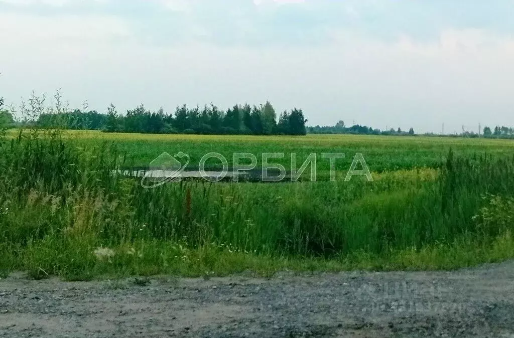 Участок в Тюменская область, Ярковский муниципальный округ, д. Щучья  ... - Фото 1