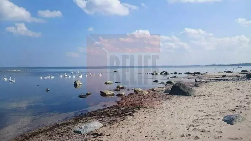Участок в Калининградская область, Балтийск Друг Природы СНТ, ул. ... - Фото 0