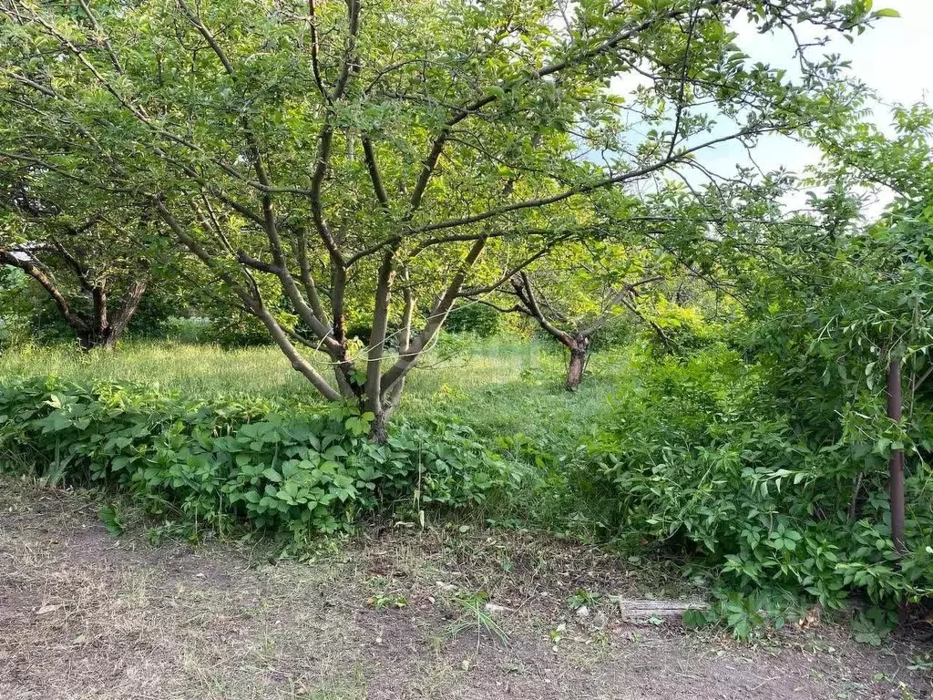 Участок в Ростовская область, Неклиновский район, Новобессергеневское ... - Фото 1