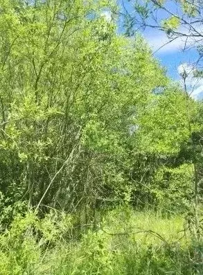 Участок в Московская область, Орехово-Зуевский городской округ, д. ... - Фото 1