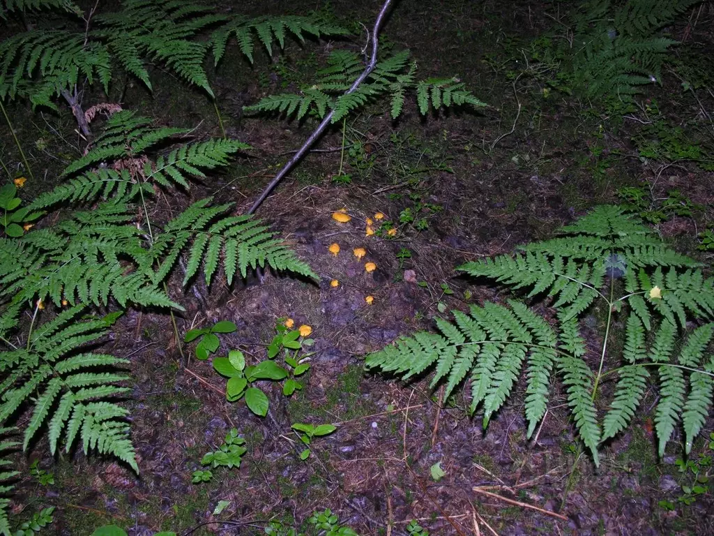 Участок в Рязанская область, Клепиковский муниципальный округ, д. ... - Фото 1