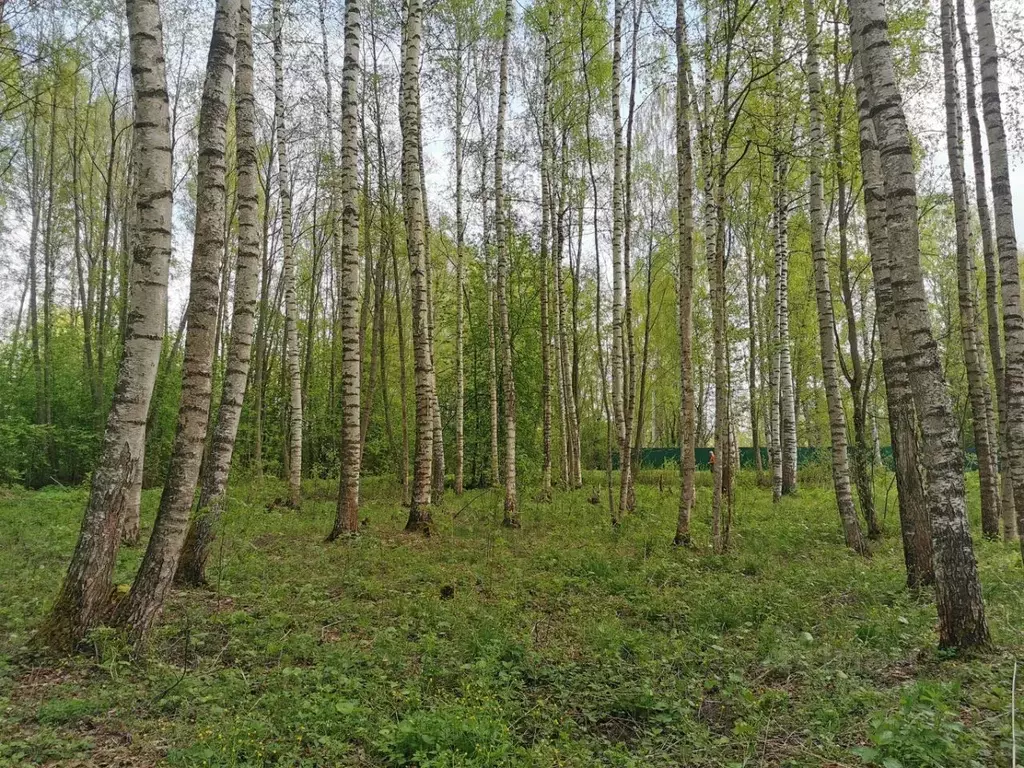 Участок в Тверская область, Кашинский муниципальный округ, д. Домажино ... - Фото 0