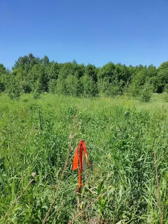 Участок в Московская область, Клин городской округ, Степаньковские ... - Фото 1