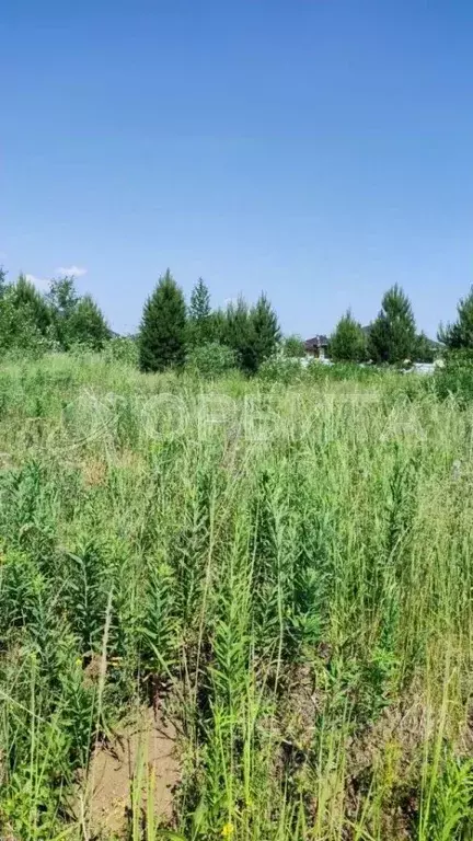 Участок в Тюменская область, Нижнетавдинский район, пос. Кунчур  (7.0 ... - Фото 0