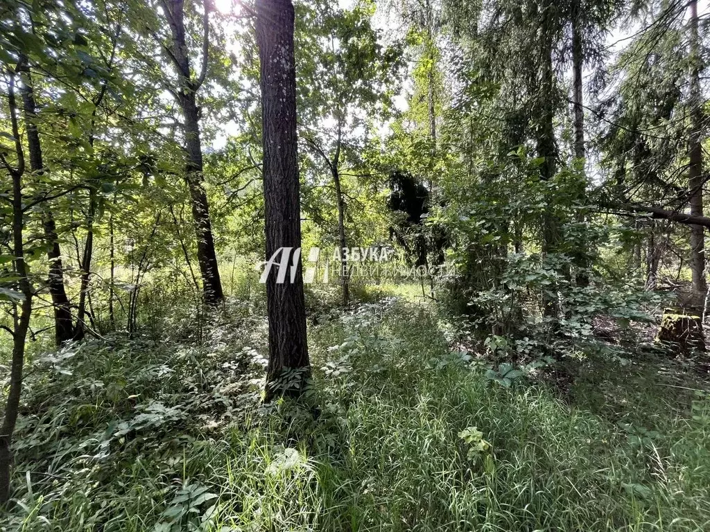 Участок в Московская область, Пушкинский городской округ, д. Могильцы, ... - Фото 0