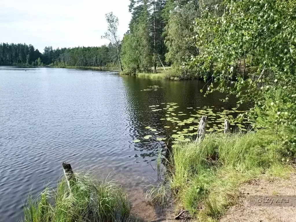 Участок в Ленинградская область, Кировский район, Мгинское городское ... - Фото 1