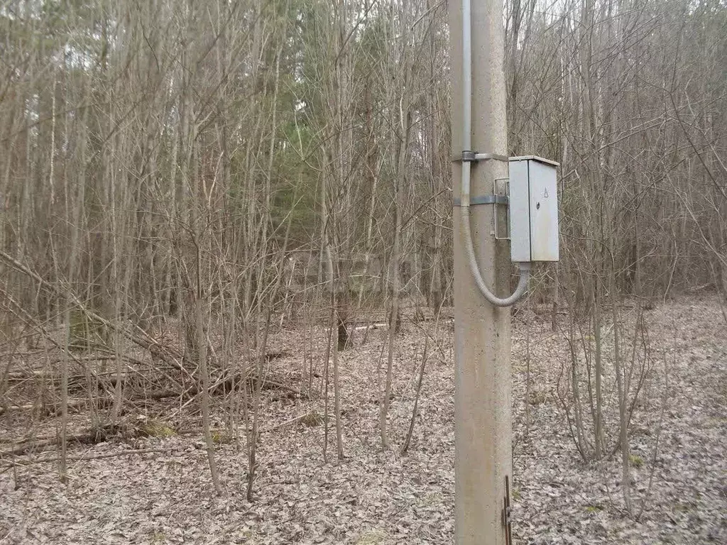 Участок в Псковская область, Плюсский муниципальный округ, д. Струйско ... - Фото 2