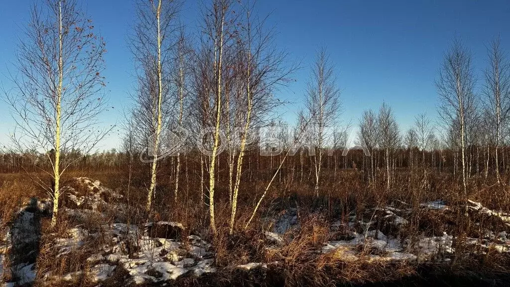 Участок в Тюменская область, Тюменский муниципальный округ, Москвичка ... - Фото 2