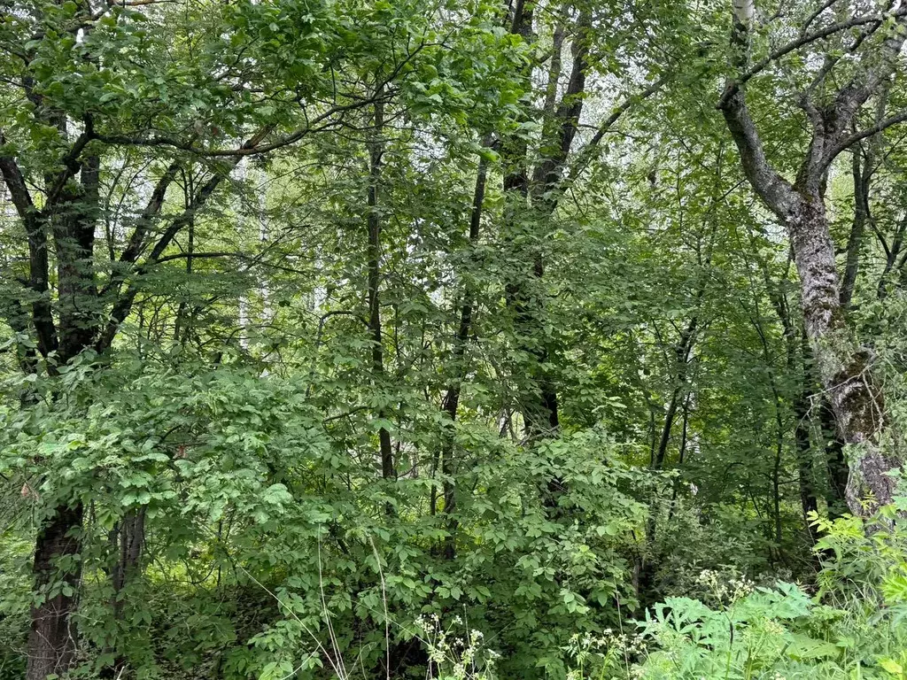 Участок в Московская область, Богородский городской округ, д. ... - Фото 0
