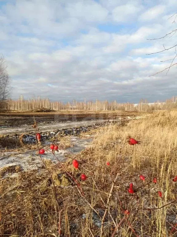 Участок в Тюменская область, Нижнетавдинский муниципальный округ, ... - Фото 1