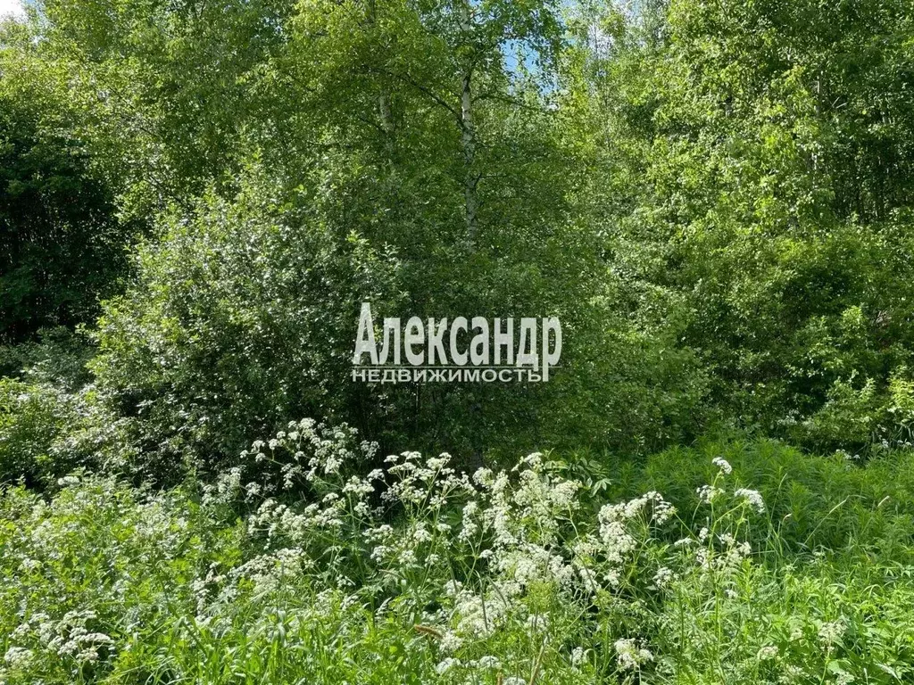 Участок в Ленинградская область, Выборг Подсобное СНТ, пер. 3-й ... - Фото 2