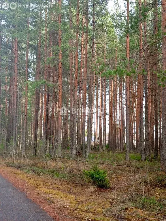 Участок в Кондопожский район, посёлок Гирвас (15 м) - Фото 0