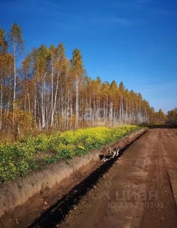 Участок в Новосибирская область, Мошковский район, Недача кп  (9.8 ... - Фото 1