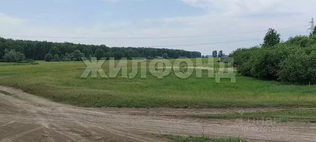 Участок в Новосибирская область, Новосибирский район, Толмачевский ... - Фото 0