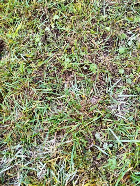 Участок в Татарстан, Альметьевский район, Ямашское с/пос, д. Нолинка, ... - Фото 2