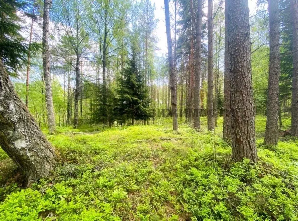Участок в Ленинградская область, Всеволожский район, Куйвозовское ... - Фото 2
