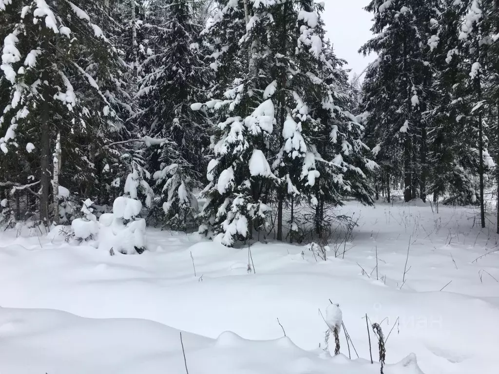 Участок в Московская область, Пушкинский городской округ, д. Могильцы ... - Фото 1