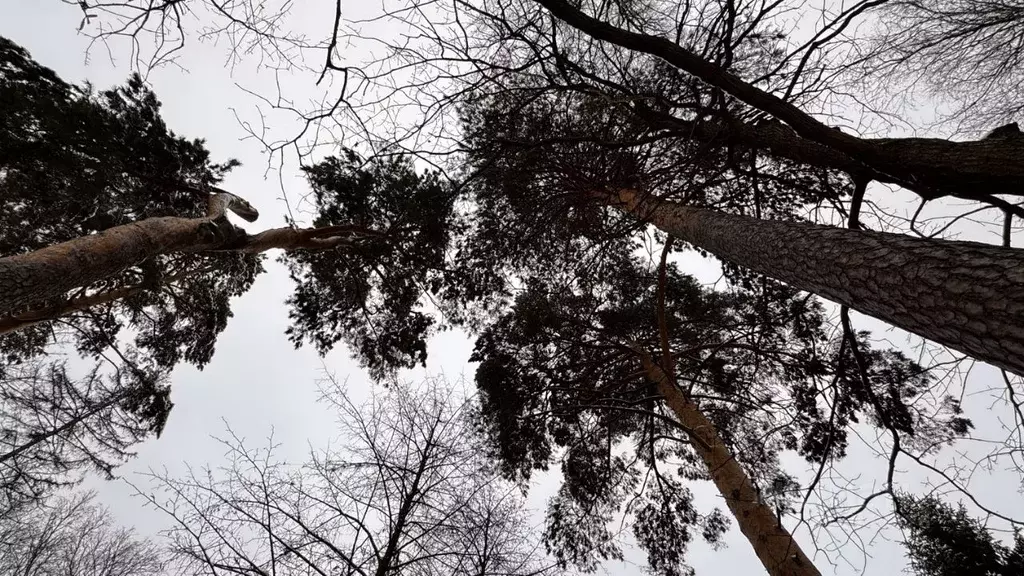 Дом в Московская область, Одинцовский городской округ, д. Жуковка, ... - Фото 0