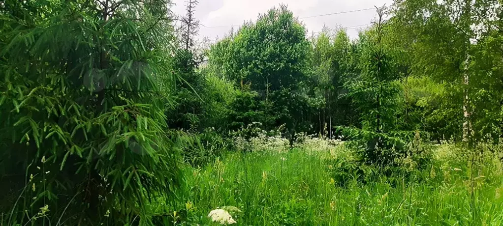 Участок в Московская область, Дмитровский муниципальный округ, пос. ... - Фото 1