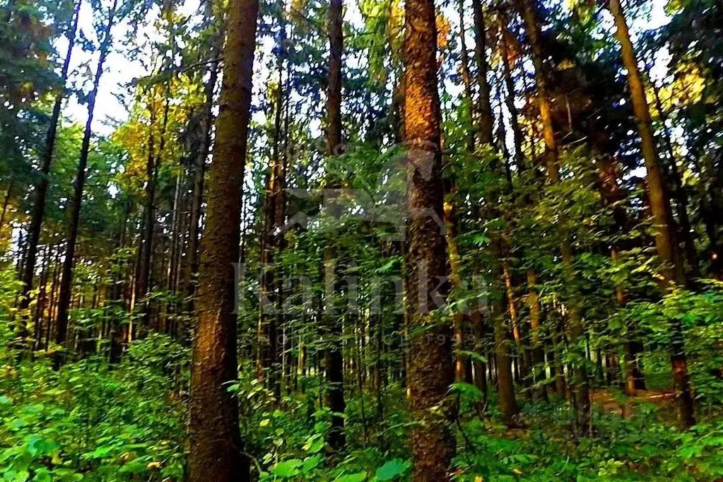 Участок в Московская область, Истра муниципальный округ, д. Чесноково ... - Фото 2